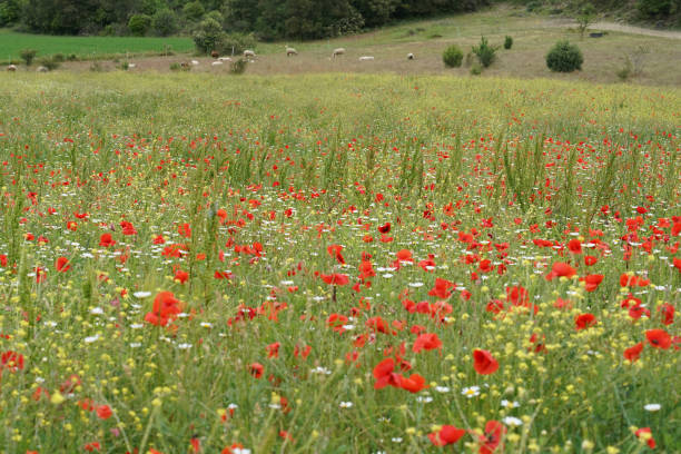 A scenic meadow filled with vibrant red poppies and various wildflowers, set against a backdrop of lush greenery and distant grazing sheep.