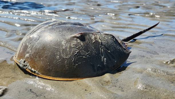Horseshoe Crab In Assateague National Park, horseshoe crabs move onto beaches to mate and lay their eggs in the spring. horseshoe crab stock pictures, royalty-free photos & images