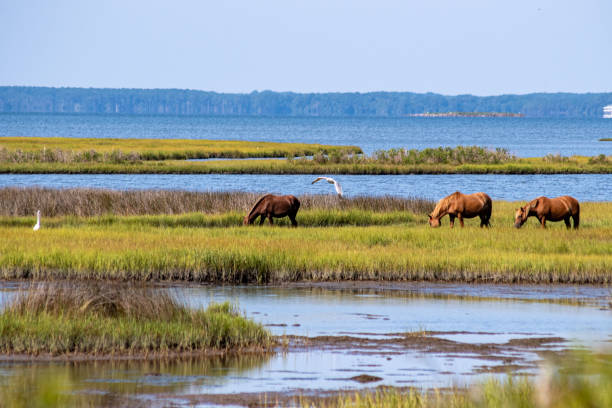 The Chincoteague ponies, also known as the Assateague horses, freely roam around Assateague National Park and Island. The National Park can be accessed from Virginia and Maryland. The ponies share this habitat with other wetland animals and birds.