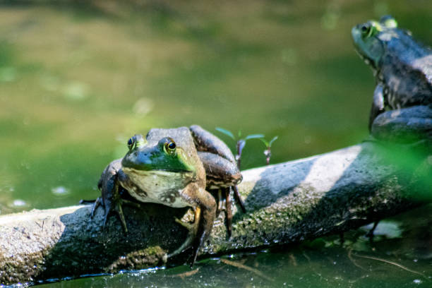 istock American Bullfrog on a log 2181366840