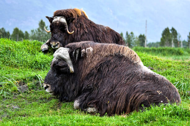 istock Time for a break - Muskoxen 2181367493