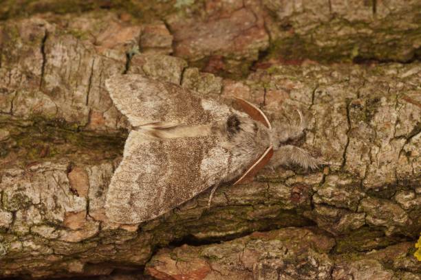 istock Camouflaged Pale tussock Moth, Calliteara pudibunda on Tree Bark 2181367685