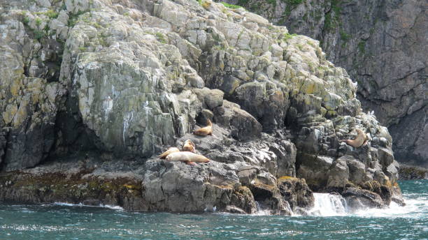 istock rock of sea lions 2181367771