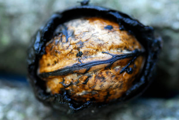 Fallen from the tree ripe walnut in a forest