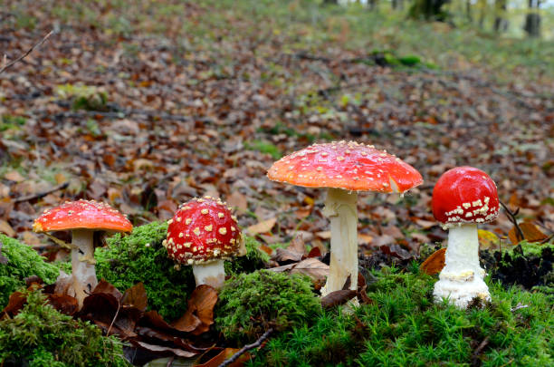 istock Group of fly agaric (Amanita muscaria) in an autumn beech forest 2181368214
