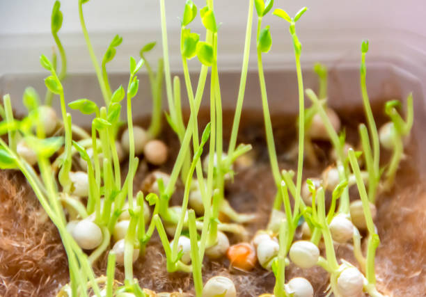 Growing microgreens. Diet and healthy eating. Sprouted pea seeds close up, selected focus
