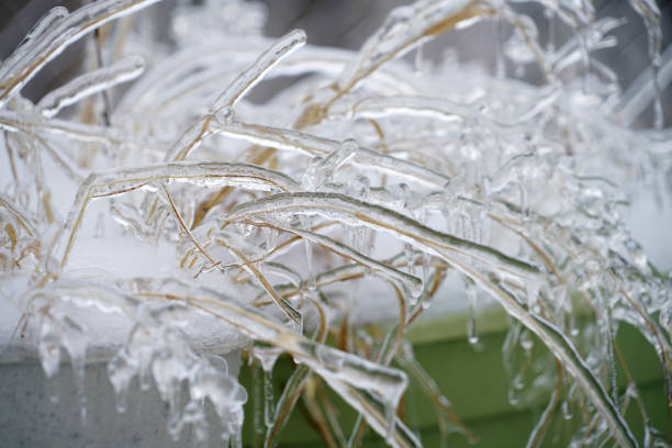 Dry grass with frozen ice in frozen rain