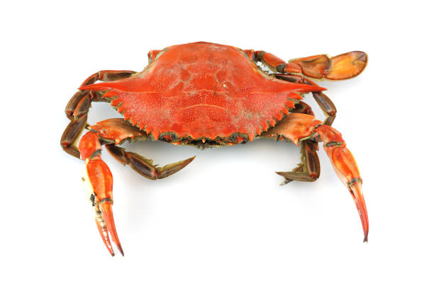 istock single steamed crab isolated on white background 2181369360