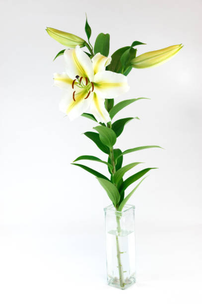 istock fresh lily in the glass vase isolated on white background 2181369408
