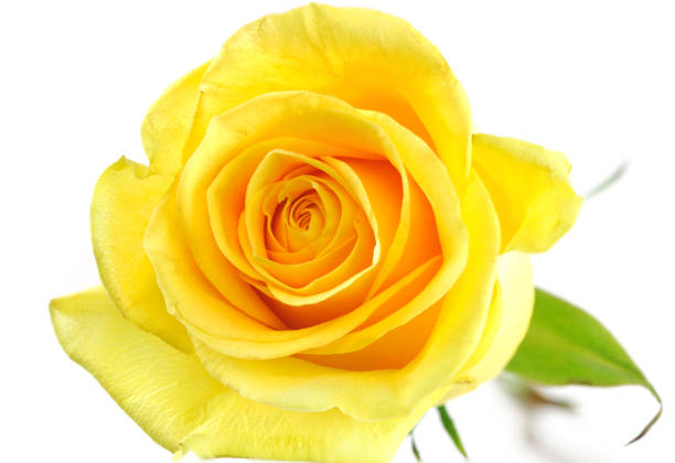 istock Single yellow rose isolated on the white background 2181369460