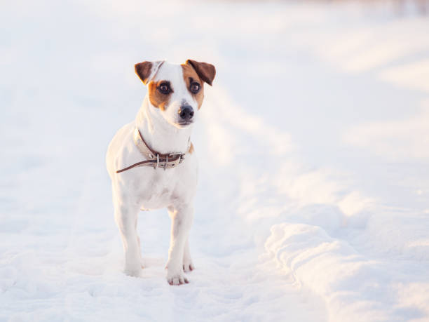 istock Dog walking at winter 2181369469