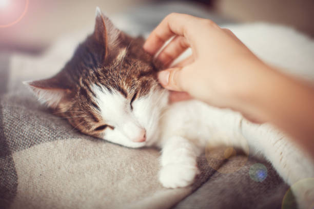 istock Woman petting a cat 2181369472