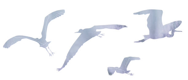 istock Grey heron silhouette in flight feather wild life nature flightsimple shape illustration watercolor 2181369831