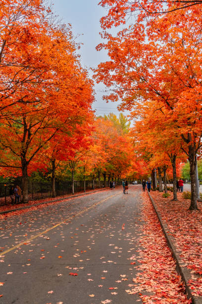istock Brillaint Park Leaves 7 2181371228
