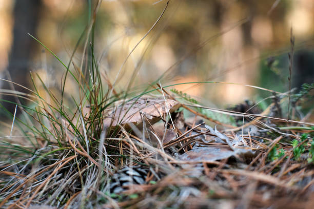 Mushrooms in the forest.