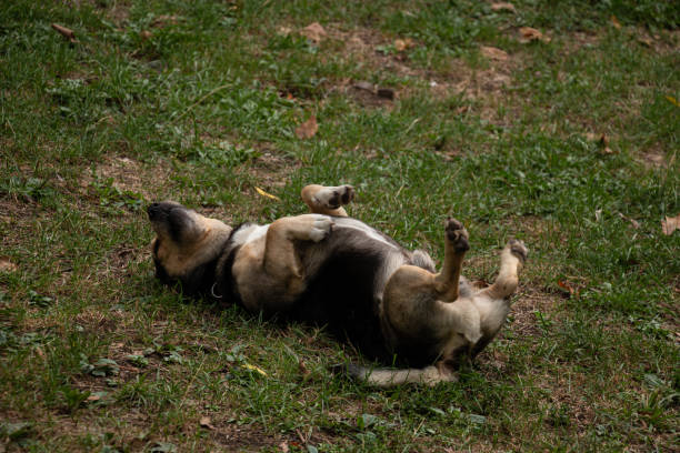 istock Dachshund playing in the grass. 2181373472