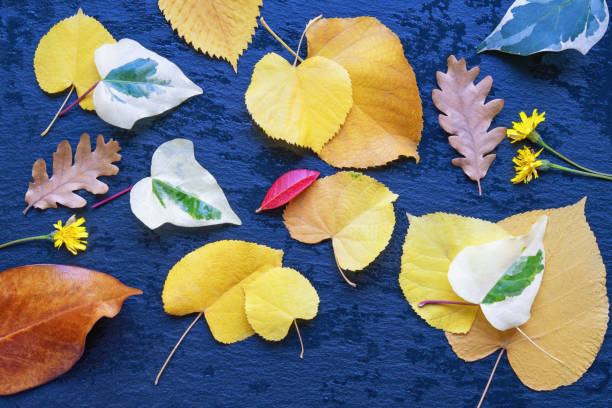 istock Autumn background. Different colorful leaves on black wet table 2181374063