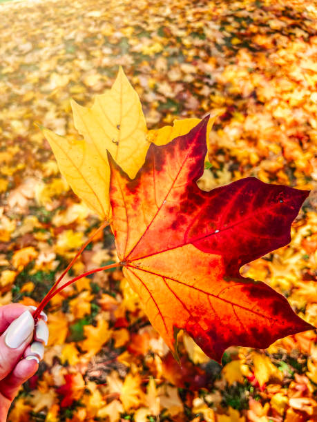 Autumn leaves are in hand