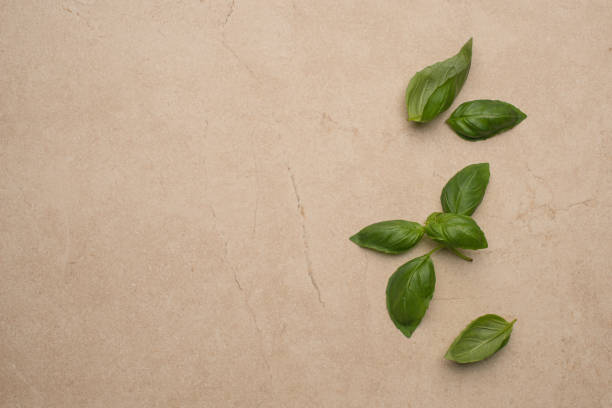 istock Plate with tomatoes and basil on a gray stone table 2181377204