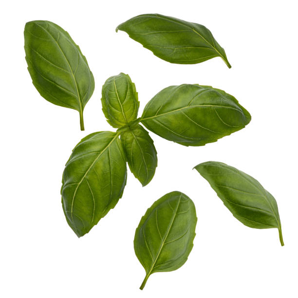 istock Fresh green basil isolated on white background 2181377223
