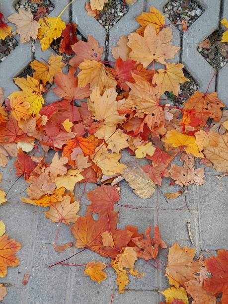 Autumn leaves on the floor for background