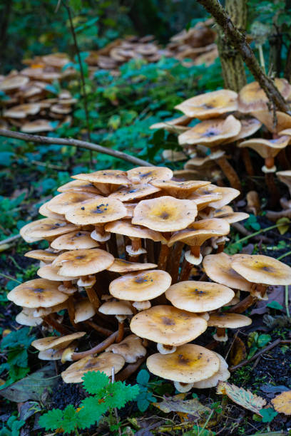 istock Fungi on top of each other on the forest floor 2181377673