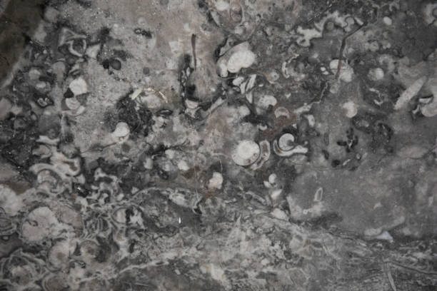 Abruzzo, Italy: fossil shells enclosed in the sedimentary rocks of a mountain river in the Gran Sasso Monti della Laga National Park, sign that the mountain range was once submerged