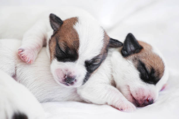 istock Group of Newborn Puppies lying on blanket 2181379902