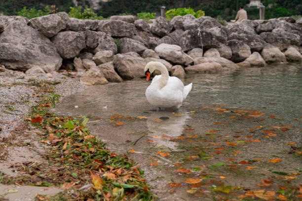 white swan in lake garda italy