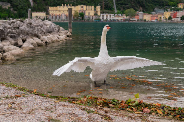 istock swan in lake garda italy 2181381149