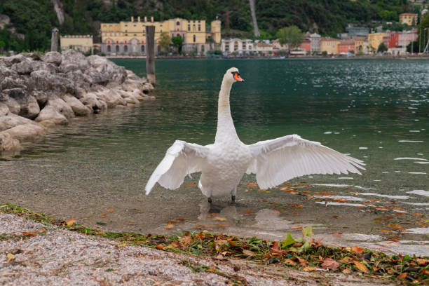 istock swan in lake garda italy 2181381297