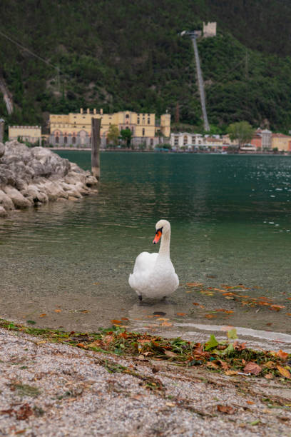 istock swan in lake garda italy 2181381516