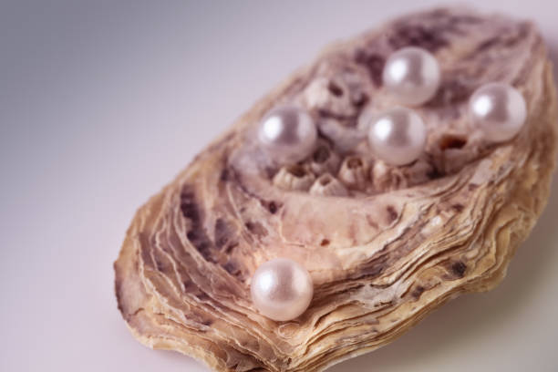 istock Beautiful white pearls on an oyster shell. 2181381520