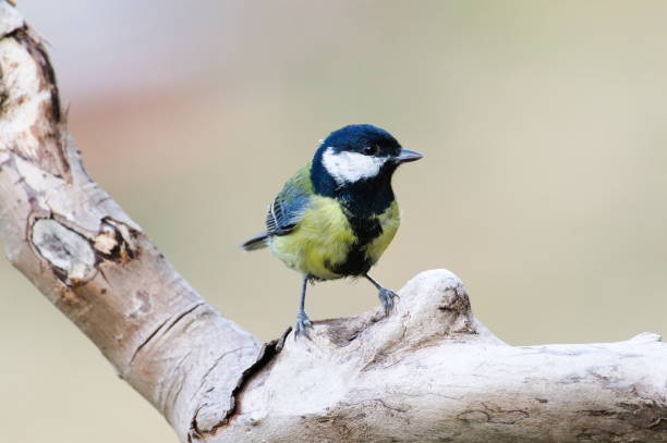 istock Parus major aka great tit perched on the dry tree. Common bird in Czech republic. 2181382746