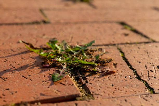 istock A patch of green grass grows in the cracks of a brick walkway 2181384756