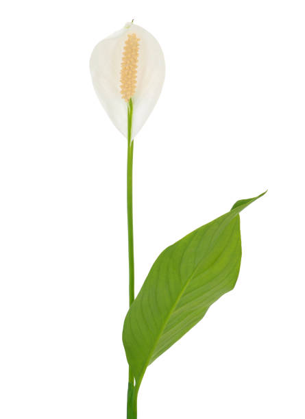 istock Peace lily flower isolated on white background, Spathiphyllum wallisii 2181385357