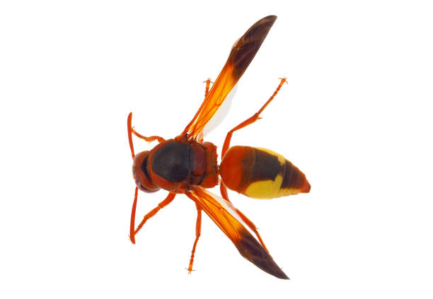 istock Mediterranean snouted potter wasp isolated on white background, Rhynchium oculatum 2181385359