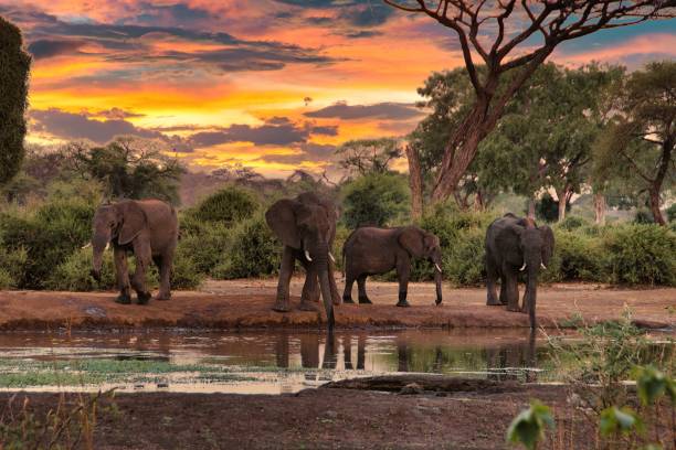 istock Elephants at a Watering Hole at Sunset 2181385820