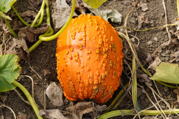 Large pumpkin on the vine at small farm.