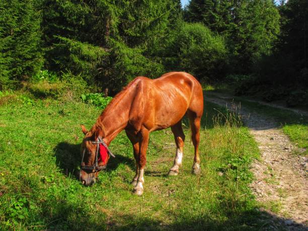 A brown horse grazes in a forest clearing