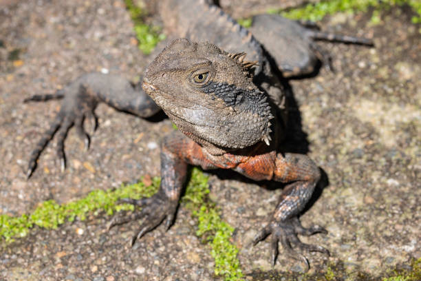 istock Male Australian Eastern Water Dragon 2181387517