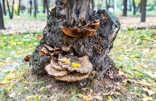 An old tree mushroom Polyporus squamosus, Cerioporus squamosus, Dryad’s Saddle AKA Pheasant mushroom, Pheasant back growing on a damaged tree trunk in late autumn. Close-up.