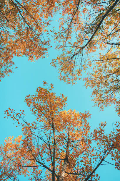 istock Aspen tree branches with colorful leaves in autumn, low angle view 2181388958
