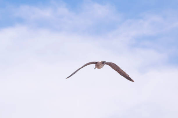 Chimango caracara flying in the sky