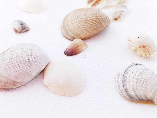 istock Elegant Display of Colorful Seashells on White Canvas 2181390597
