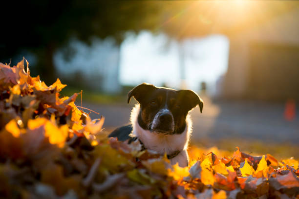 Cute small pet dog with floppy ears is laying in a pile of autumn leaves that have fallen off a tree during the Fall season at sunset. The leaves are warm and golden tones of yellow, red and orange, and the dog has brown, white and black coloured fur and is looking up at her owner.