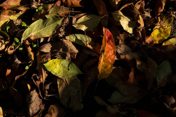 istock Fallen Autumn Leaves on Forest Floor 2181392182