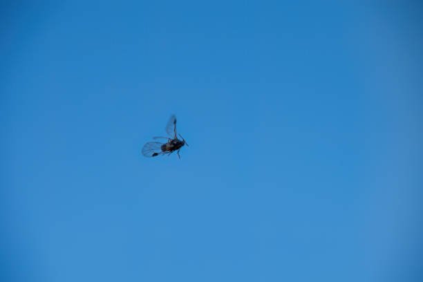 A solitary insect captured in mid-flight against a clear blue sky. The minimalist background accentuates the delicate wings and motion of the insect in its natural environment.