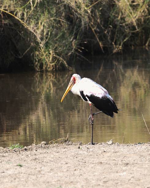 istock Yellow-billed Stork Portrait 2181392457