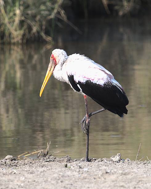 istock Yellow-billed Stork Portrait 2181392460